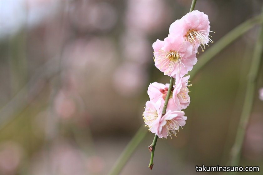 Pink Ume Blossoms at Ikegami Baien Plum Garden