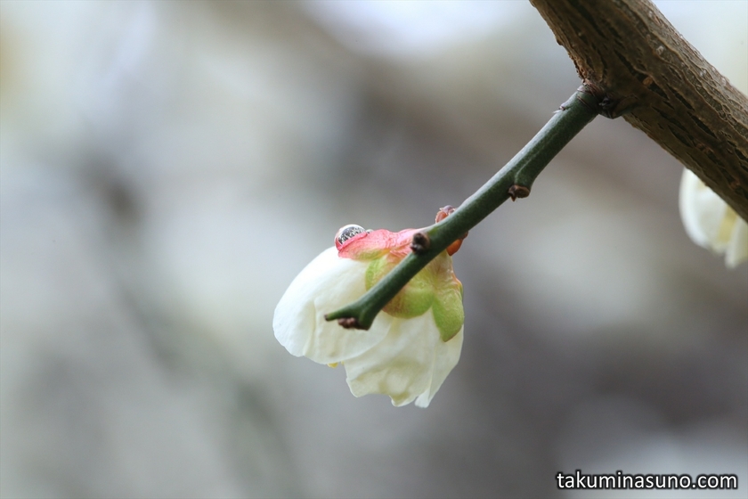 Raindrop and White Ume Blossoms at Sojiji Temple