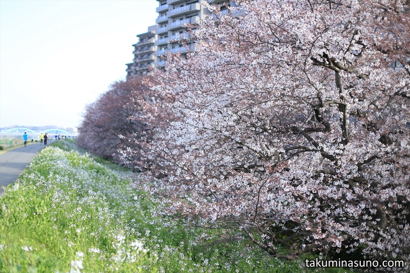 Sakura Trees along Tama River
