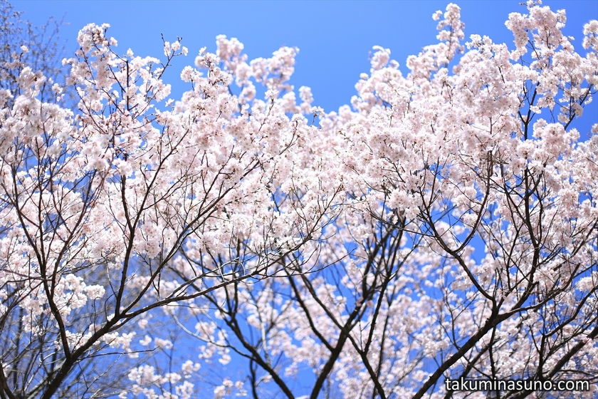 Sakura and Blue Sky at Shinjuku Central Park