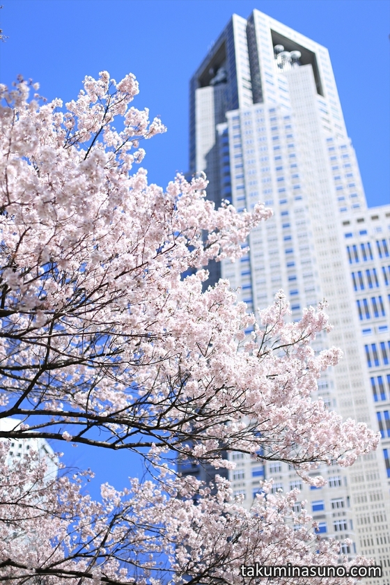 Sakura and Tokyo Metropolitan Tower Portrait