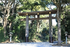 Soon to be Able to Enjoy Sakura at Meiji Jingu Shrine