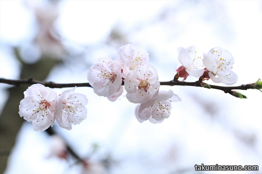 Ume Blossoms at Yoyogi Hachimangu Shrine