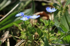 Commonfield Speedwell - A Tiny Cute Flower in the Early Spring