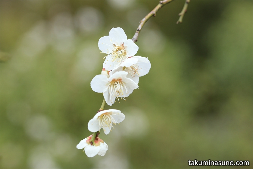 White Ume Blossoms at Ikegami Baien Plum Garden