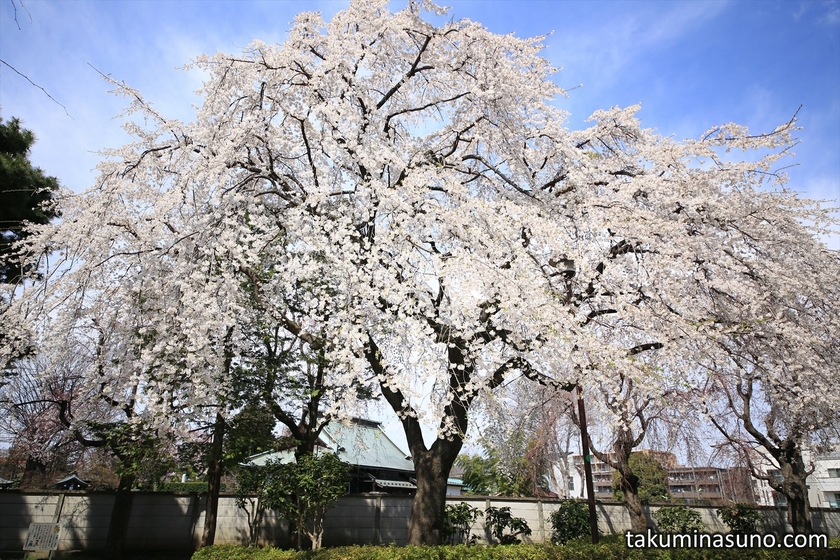 Big Sakura Tree at Kibougaokachu Park