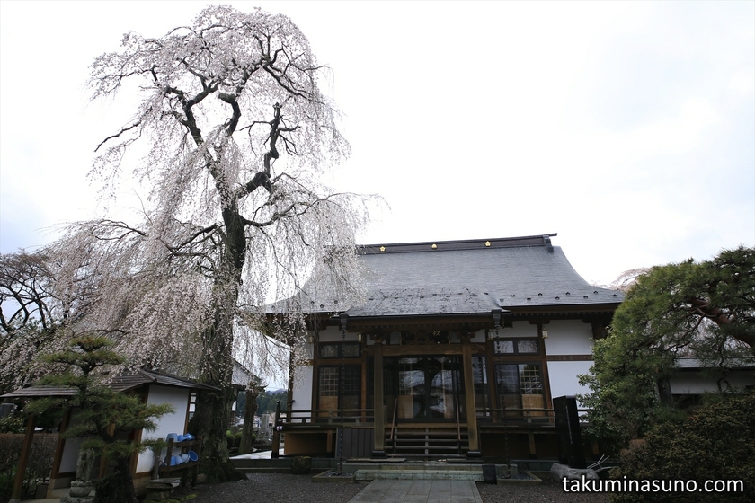 Big Sakura Tree of Kannonji Temple at Tanagura Town