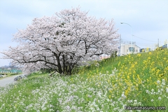 桜レポ2015　白花咲き誇る多摩川の春