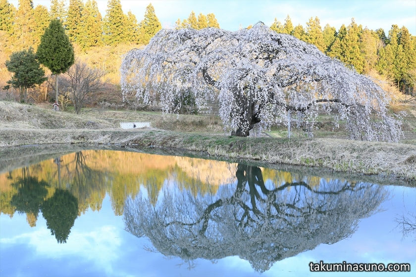 Colorful View of Weeping Sakura Tree of Hanazono at Tanagura Town