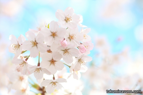 Sakura Report 2015 - Selection of Best Sakura Blossoms in the First ...