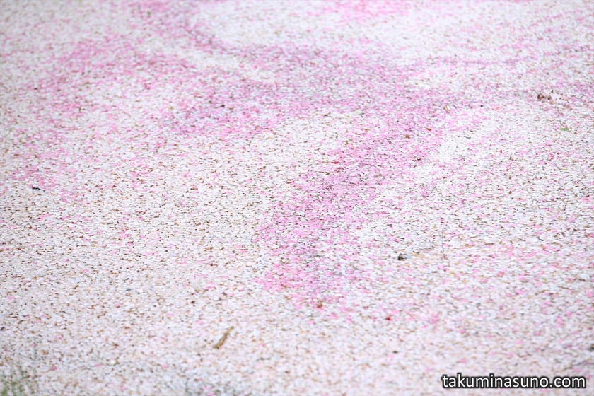 Floor of Sakura Petals at Mitsuike Park