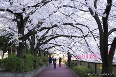 Sakura Report 2015 - Astonishing Volume of Sakura Blossoms at Meguro River