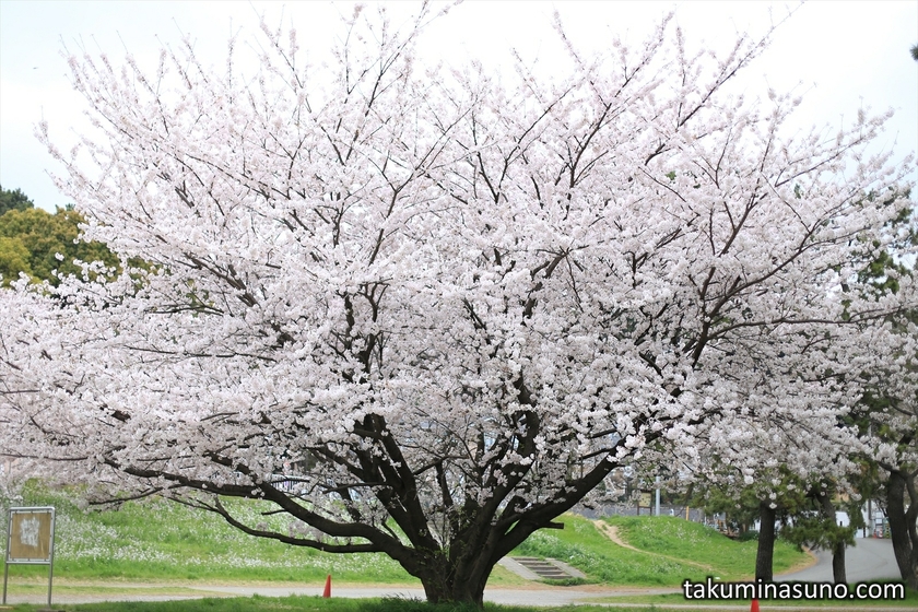 Huge Sakura Tree along Tama River