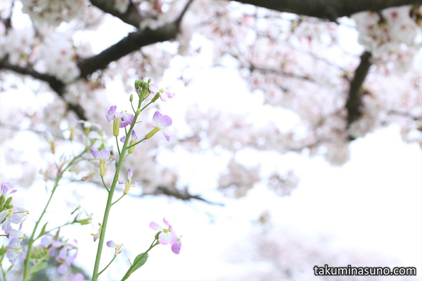 Japanese Wild Radish under Sakura Tree along Tama River