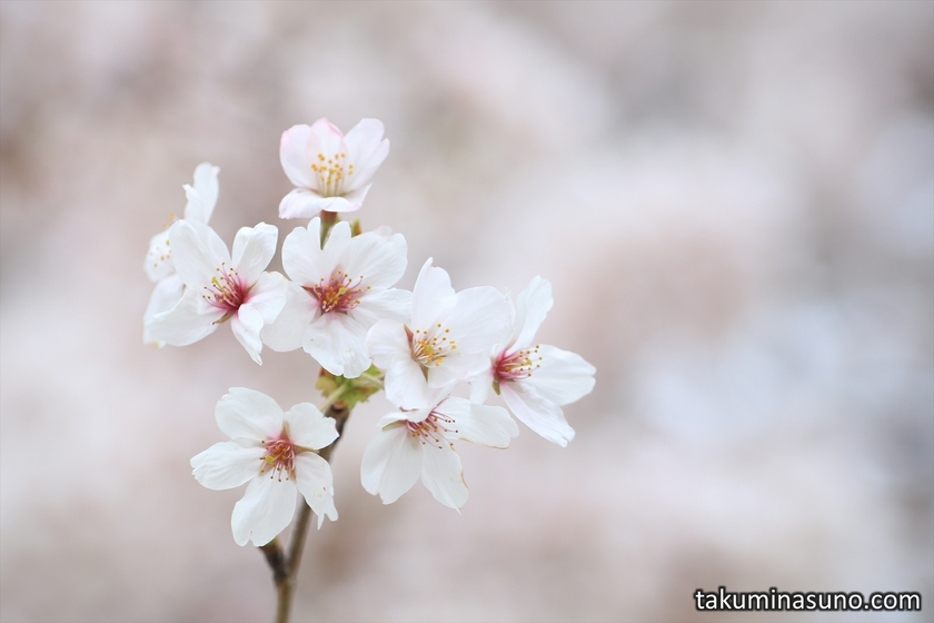 Macro Shot of Sakura Blossoms