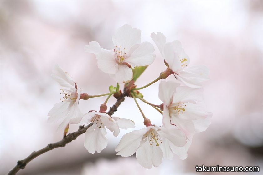 Macro Shot of Sakura Blossoms at Roka Koushun-en Park