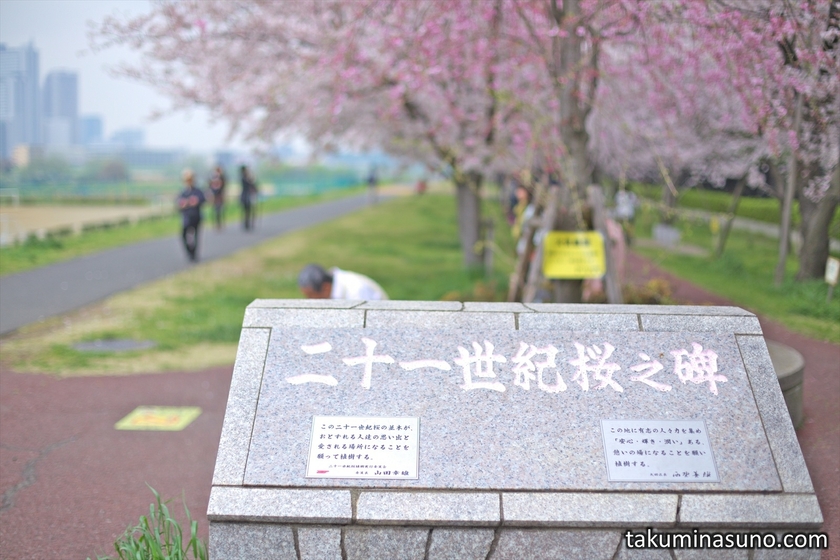 Monument of Twenty First Century's Sakura along Tama River