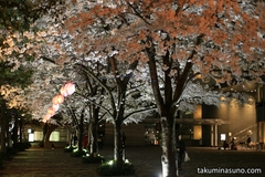 桜レポ2015　今年初、闇夜の桜を撮ってみました