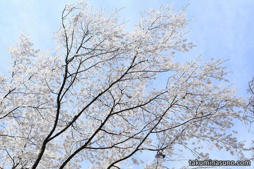 Refreshing Sakura Blossoms at Kibougaokachu Park