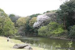 Sakura Report 2015 - Sakura in the Holy Spot of Meiji Jingu Shrine