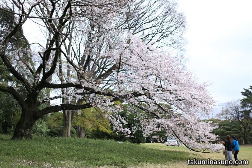 Sakura Tree at Meiji Jingu Shrine
