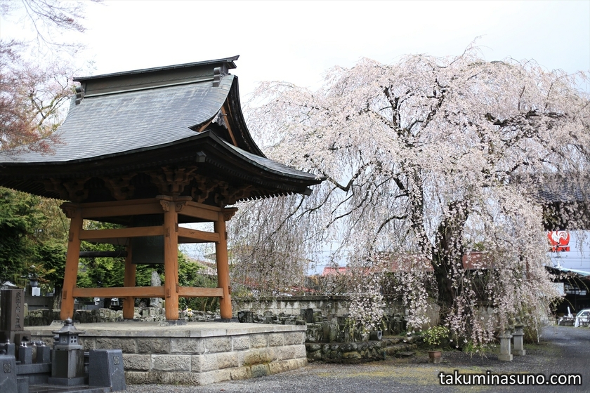 Sakura Tree at Renshouji Temple at Tanagura Town