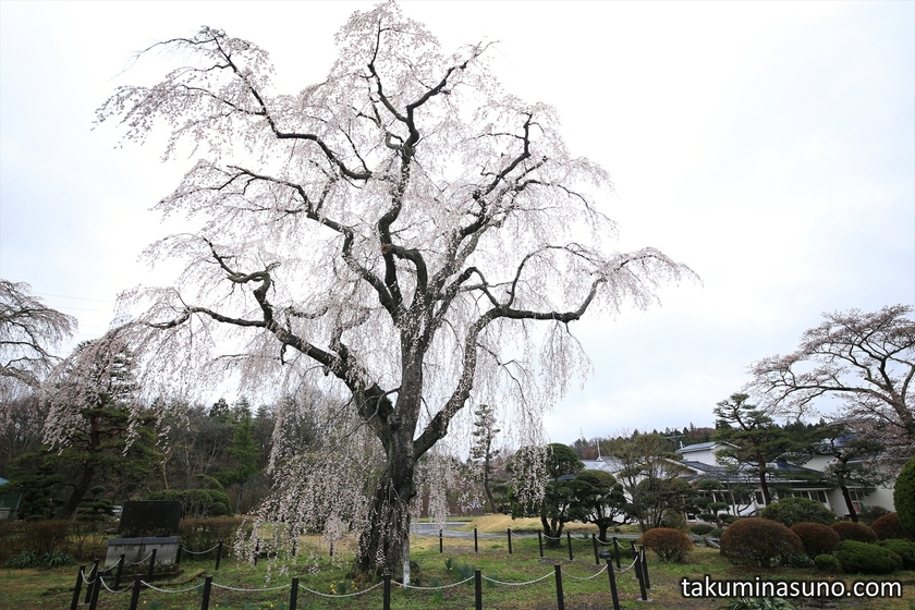 Sakura Tree of Hope at Tanagura Town