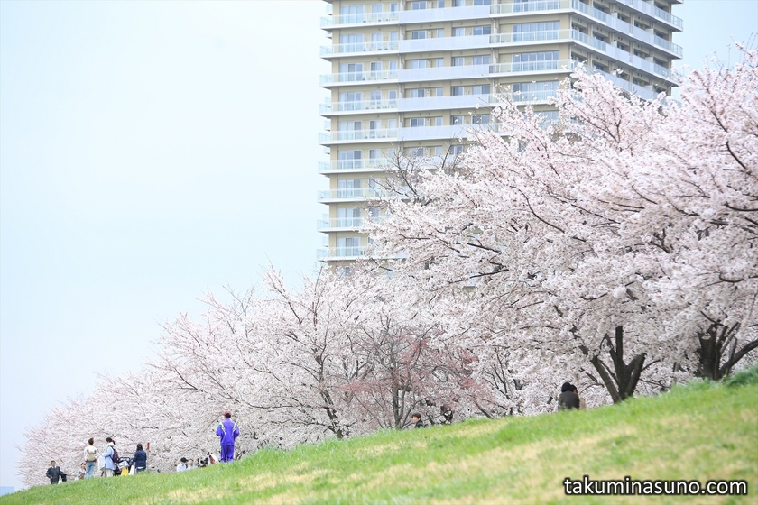 Sakura Trees from Below along Tama River