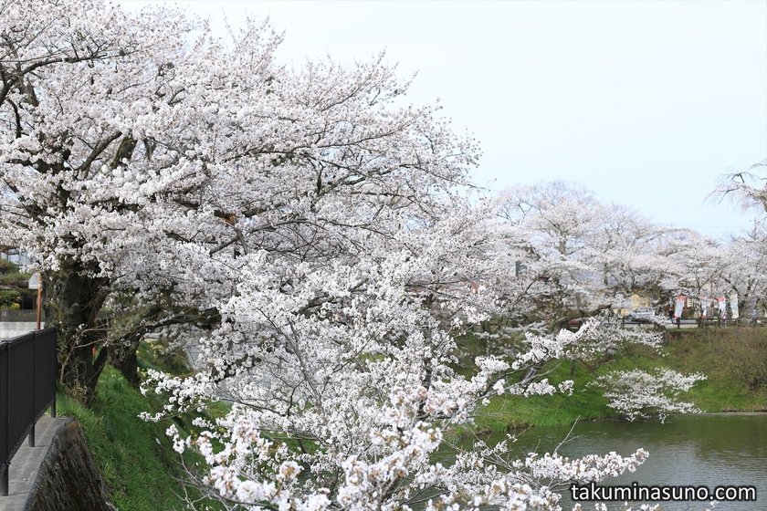 Sakura along Inner Moat of Tanagura Castle