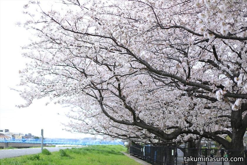 Sakura along Tsurumi River