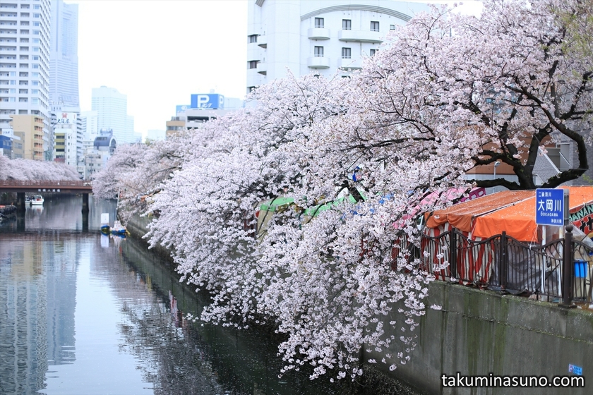 Sakura and Stalls along Ooka River of Yokohama