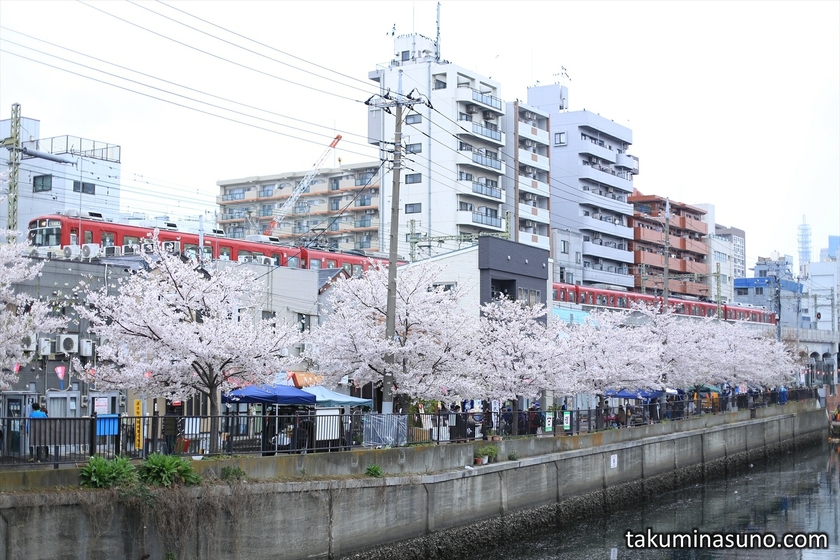 Sakura and Train along Ooka River of Yokohama