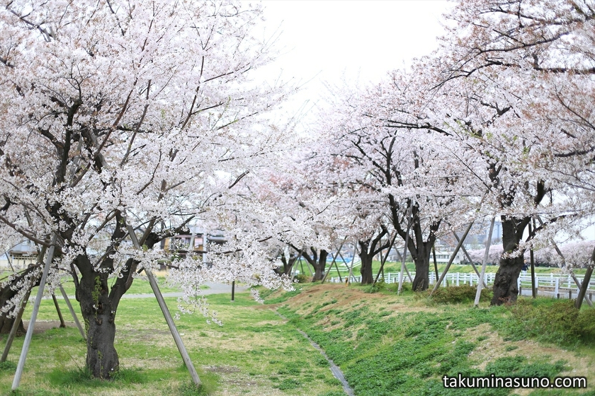 Sakura in Front of Saiseikai Hospital along Tsurumi River