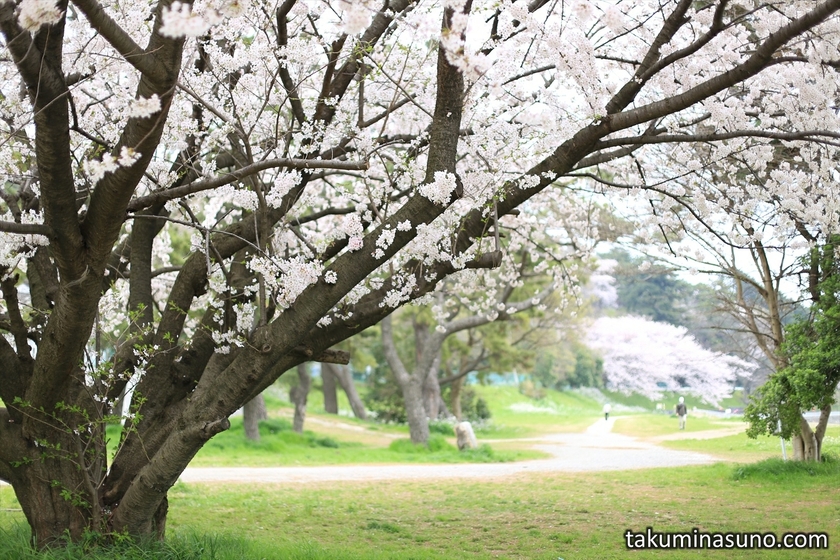 Spring from Under Sakura Tree along Tama River