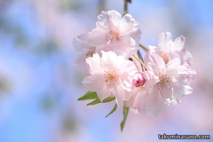 桜レポ2015　本町さくら公園で桜シーズン後半戦・・・？