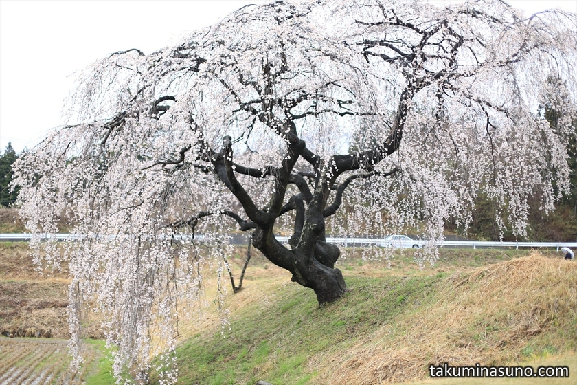 Weeping Sakura Tree of Hanazono