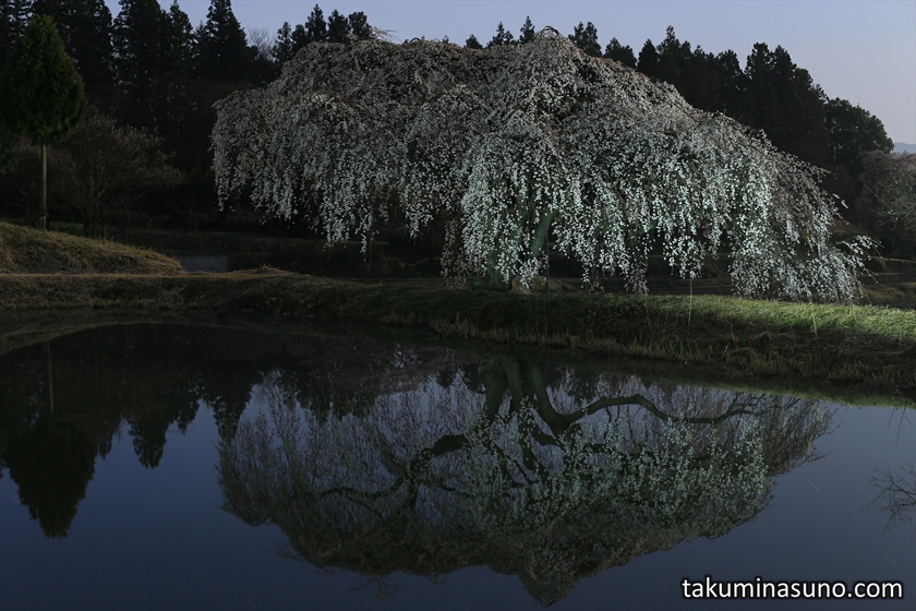Weeping Sakura Tree of Hanazono at Tanagura Town at Night
