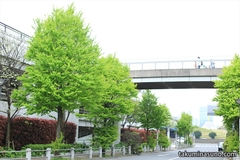 Spring Invites Fresh Green to Odaiba City