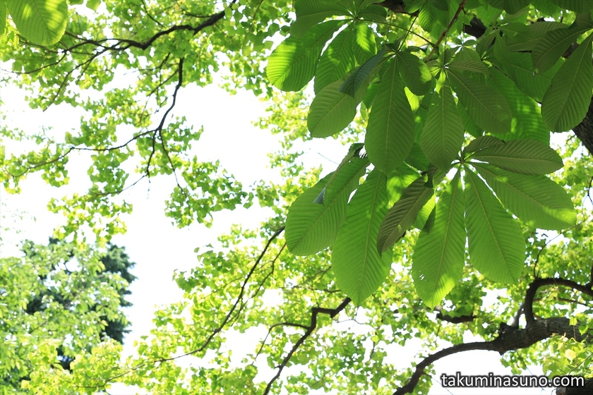 Green Leaves at Hatsudai