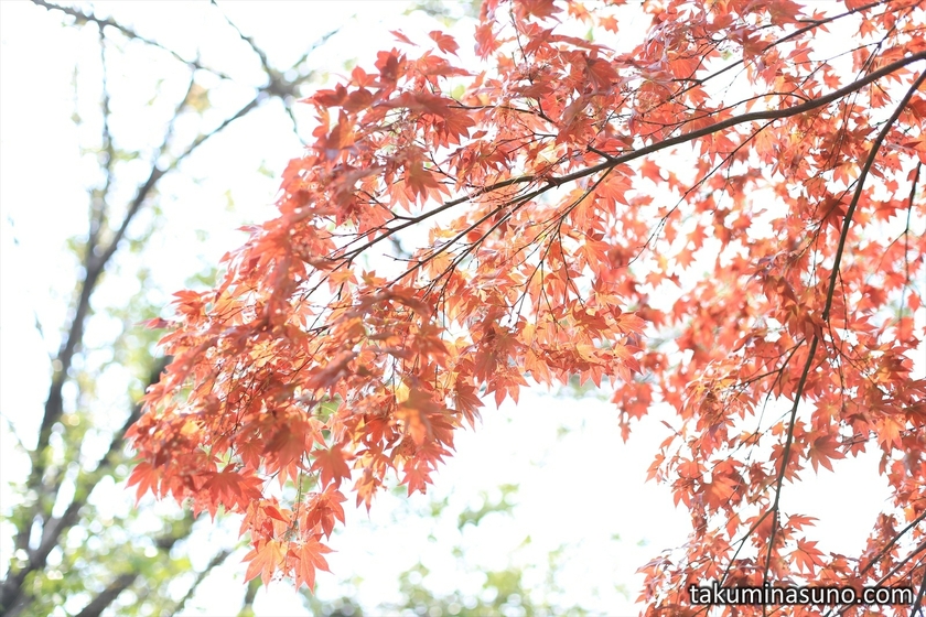Macro Shot of Spring Red Leaves at Hatagaya Fudouson Temple