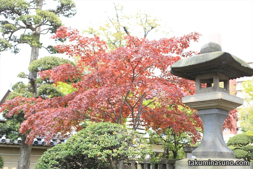 Spring Red Leaves at Hatagaya Fudouson Temple