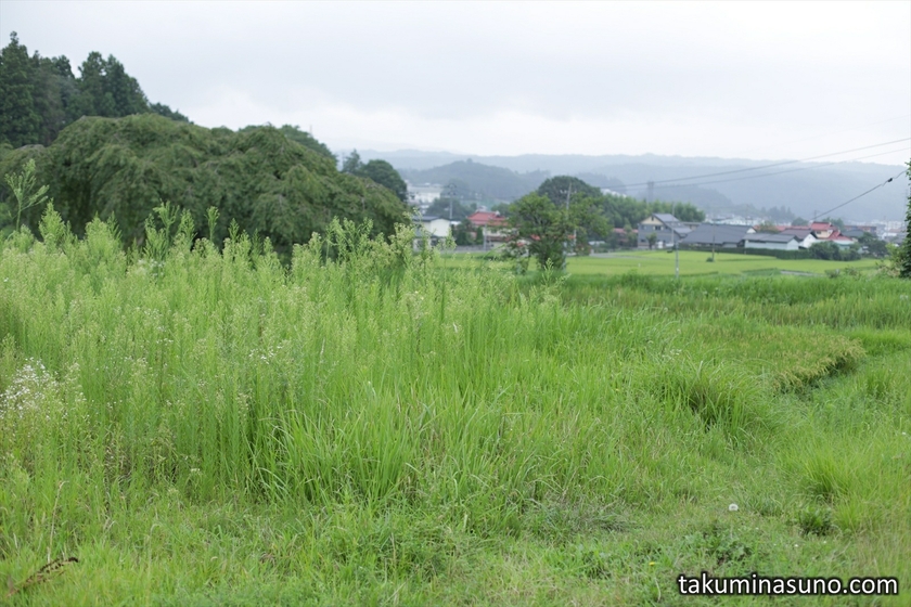 Grass in Front of Weeping Sakura Tree of Hanazono at Tanagura Town
