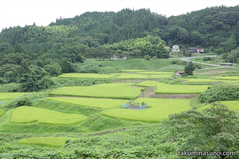 Paddy Fields from Fukuoka District of Tanagura Town