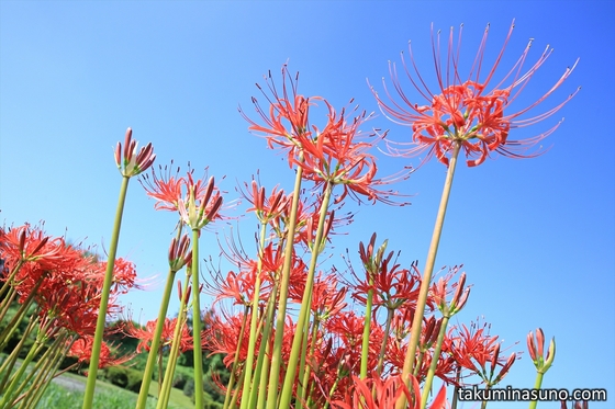 Lycoris Radiata Growing Up to the Perfectly Blue Sky - Autumn is Coming ...