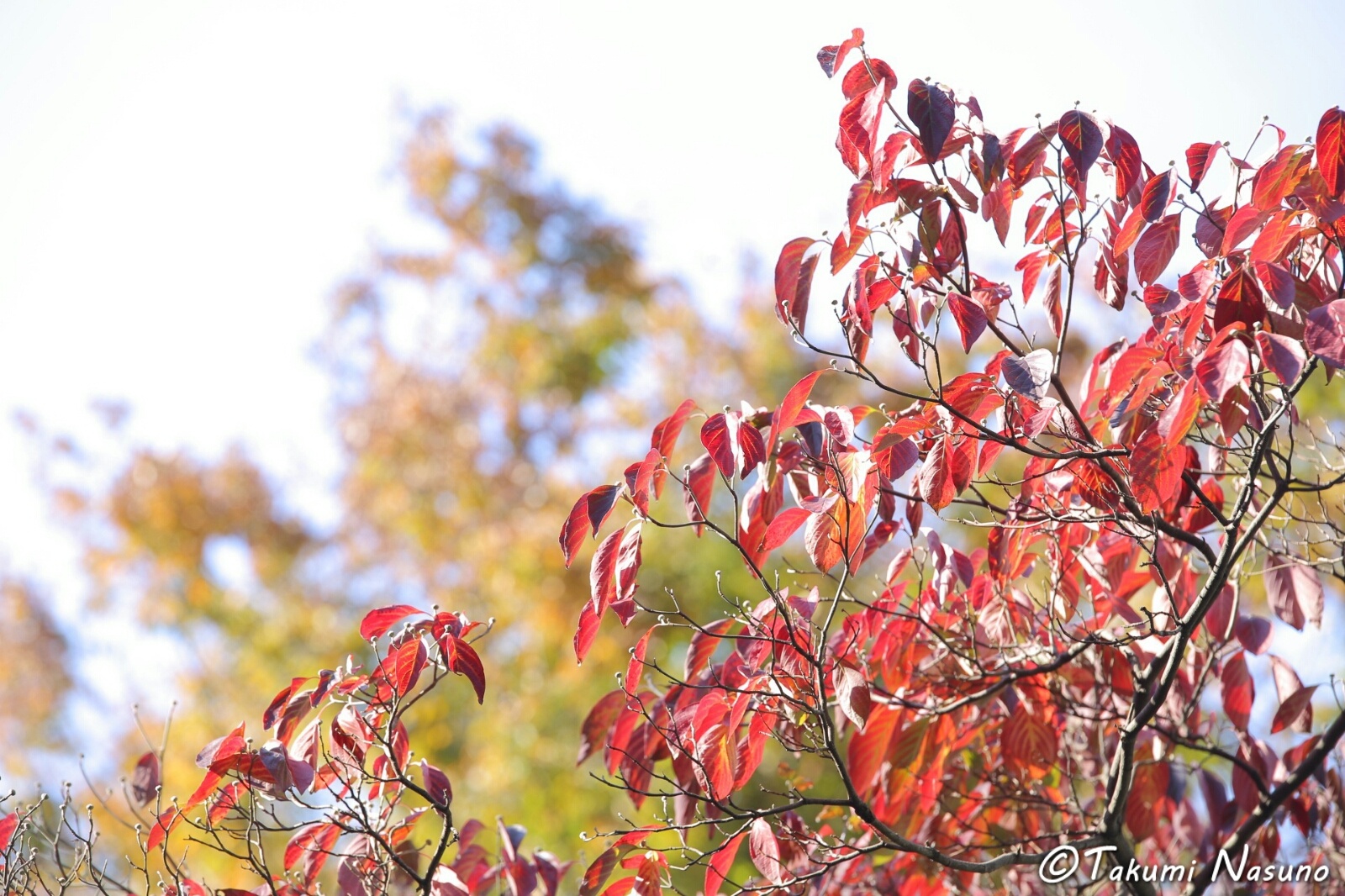Autumn Colors of Dogwood