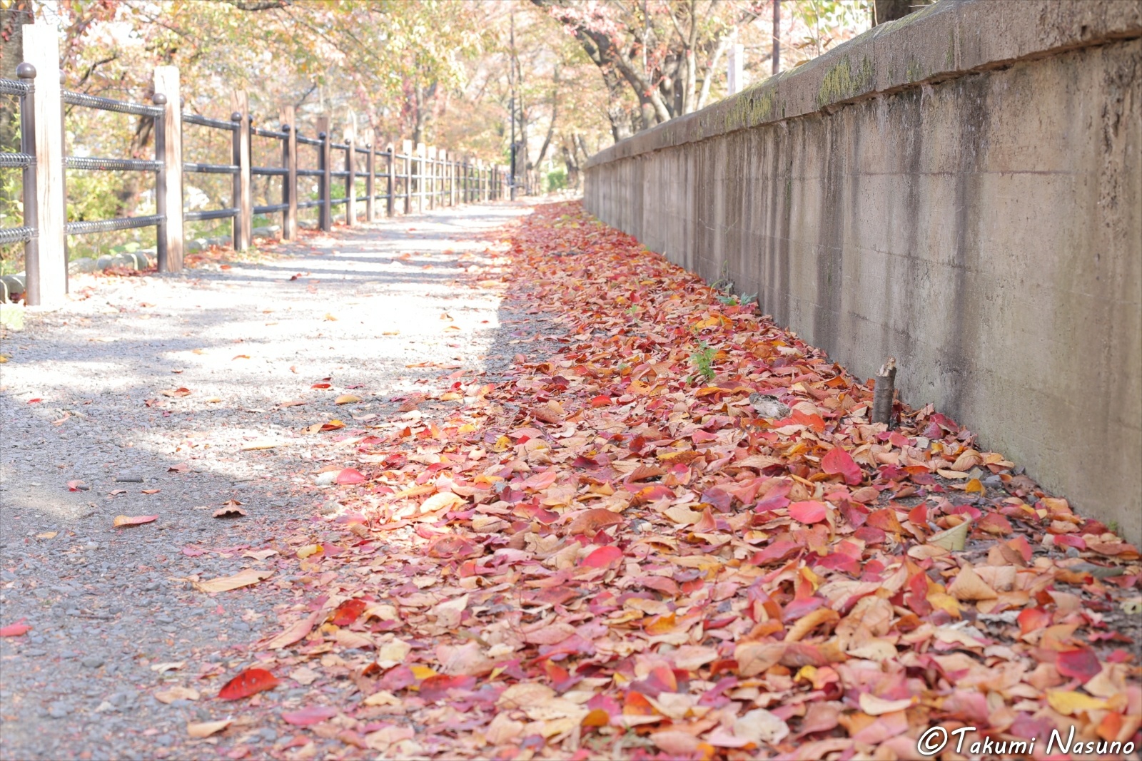 Fallen Leaves at Katsunuma of Yamanashi