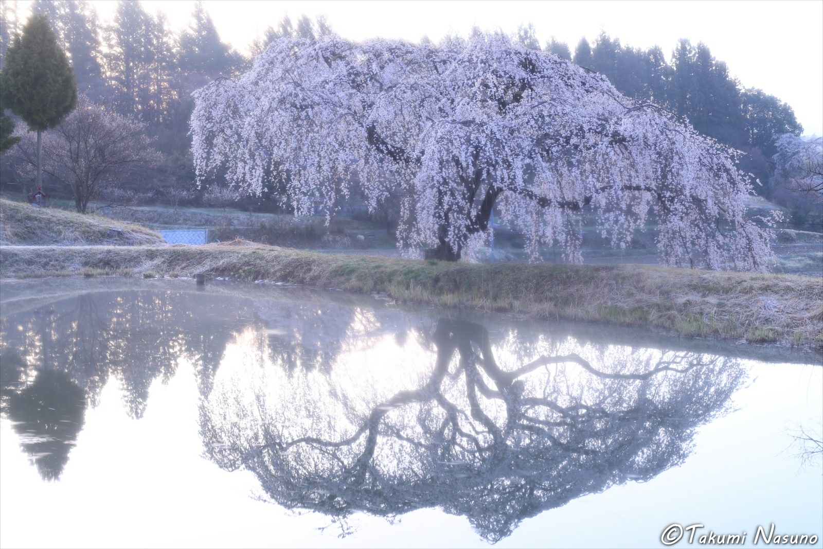 Weeping Sakura Tree of Hanazono at Tanagura Town with Mist