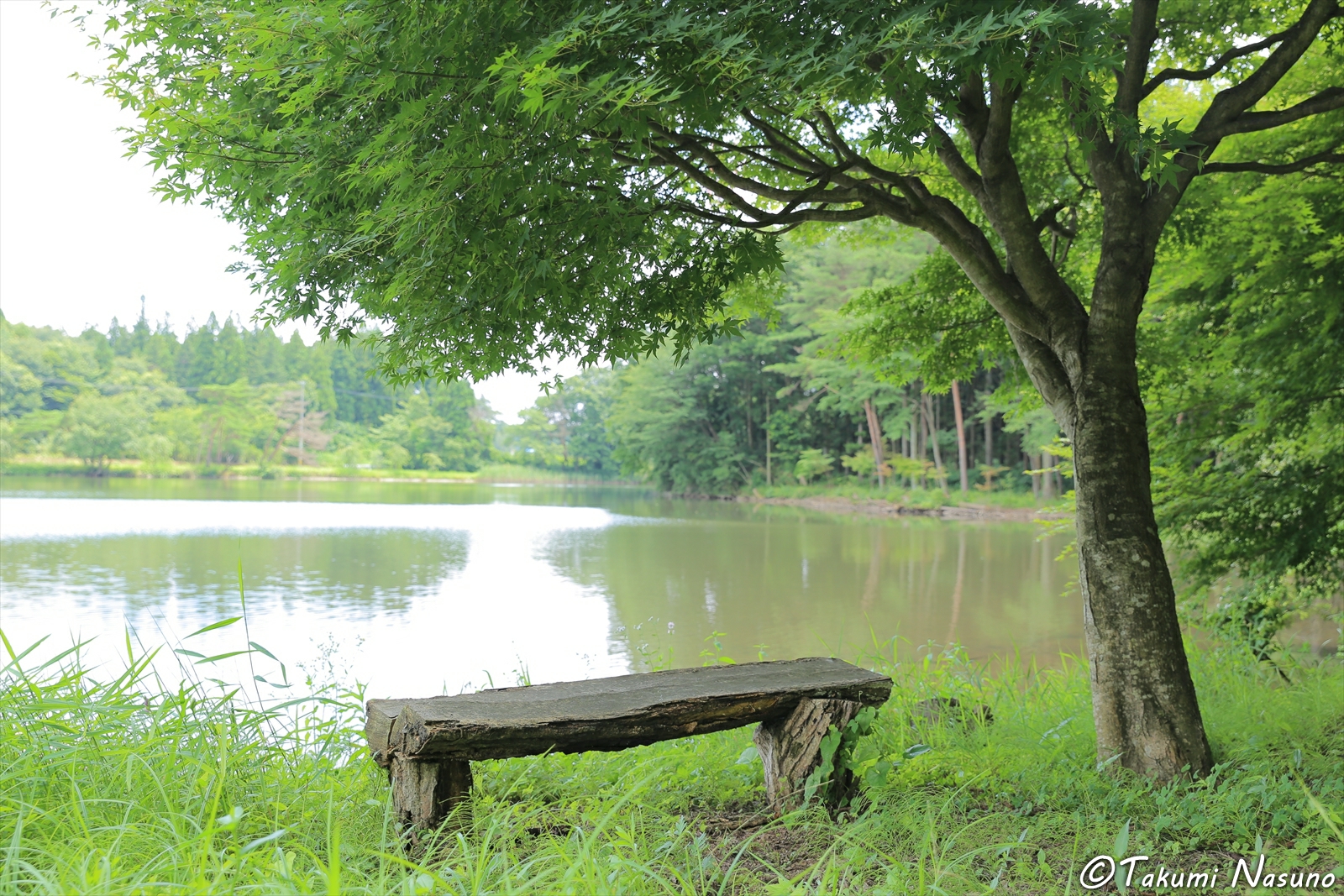 Wooden Bench along Oshimizu Pond
