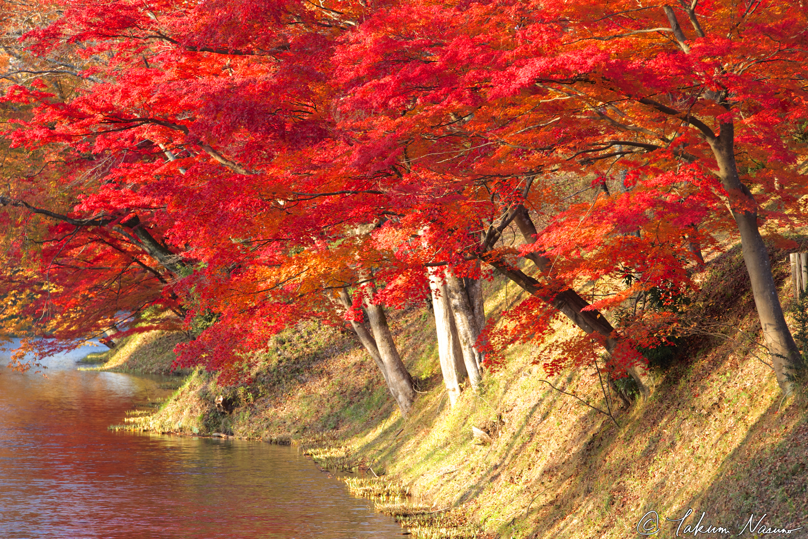 autumn-colors-of-site-of-tanagura-castle_close-shot